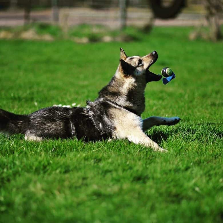 German Shepherd Husky mix catching a ball