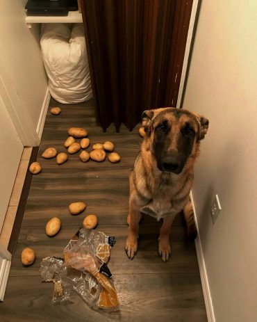 German Shepherd Husky mix with food on the floor