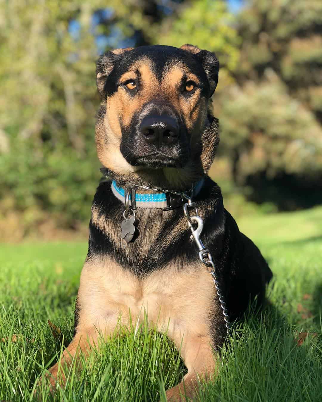 german shepherd lab mix size