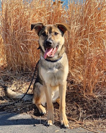 german shepherd lab mix size