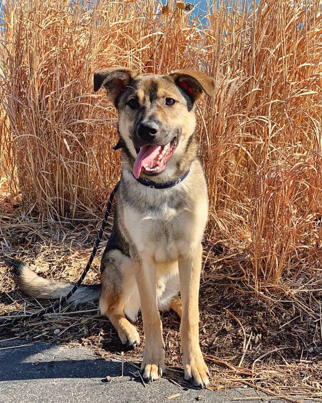 8 Questions Answered about the German Shepherd Lab Mix K9 