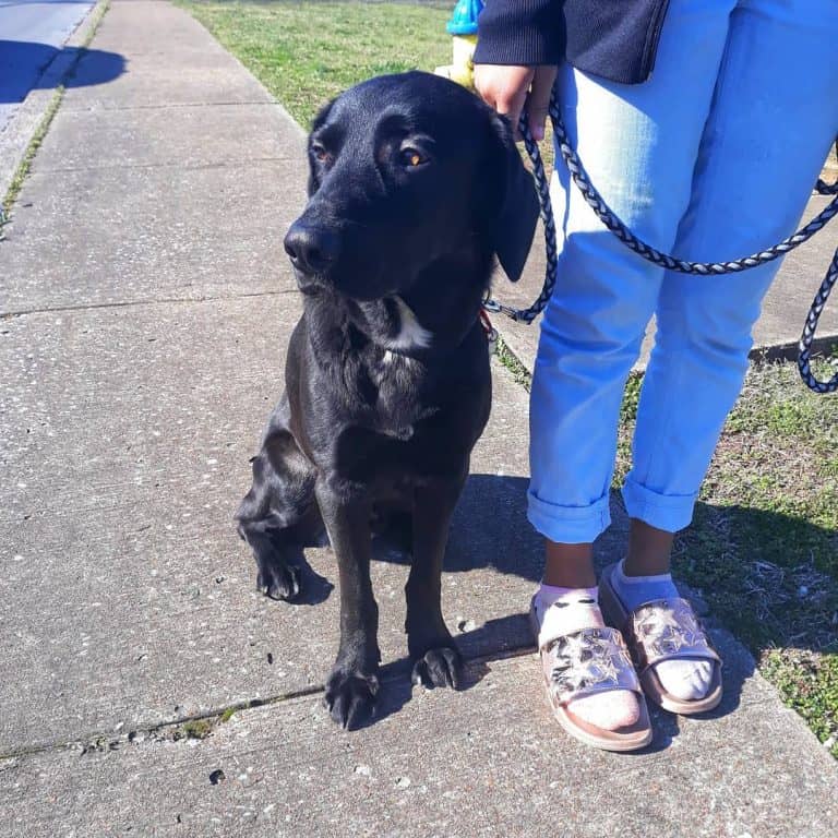 8 Questions Answered about the German Shepherd Lab Mix K9 