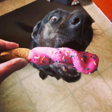 Sheprador eating a dog treat