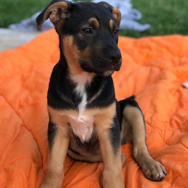 Funny German Shepherd Lab Mix Puppies