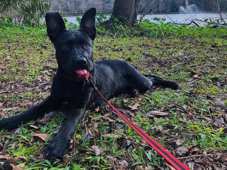 black shepherd mix