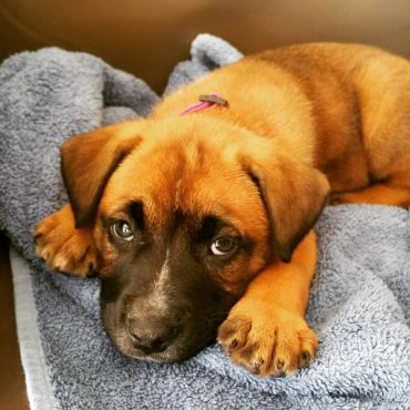 pitbull mixed with german shepherd puppy