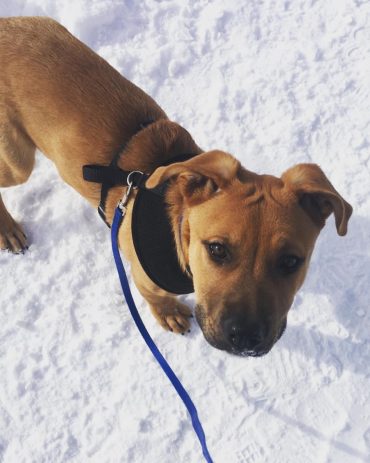 shepherd pit mix puppy