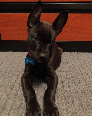 brindle shepherd pit mix