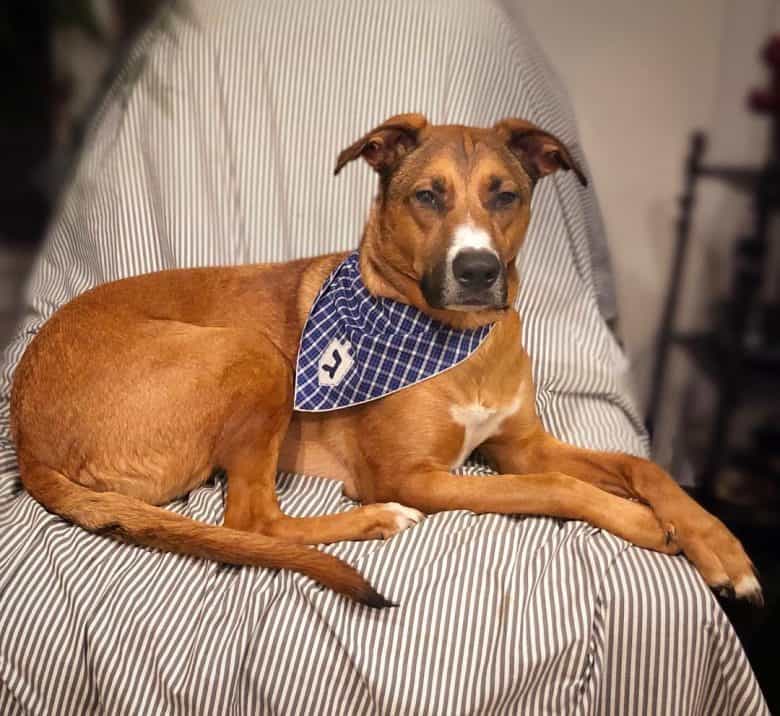 German Shepherd Pitbull Mix with its front paws crossed