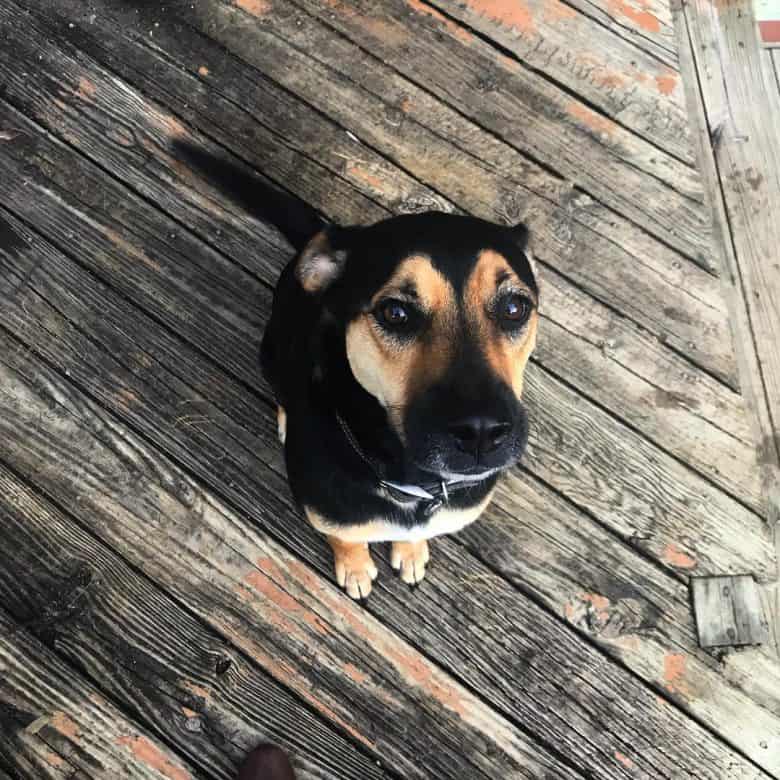 GSD-APTB mix standing and looking up