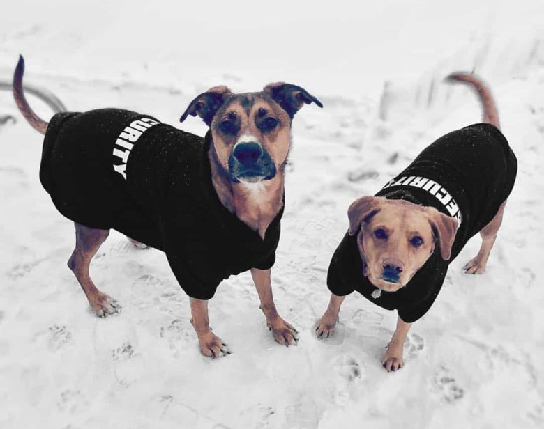 German Pits wearing jackets in the snow