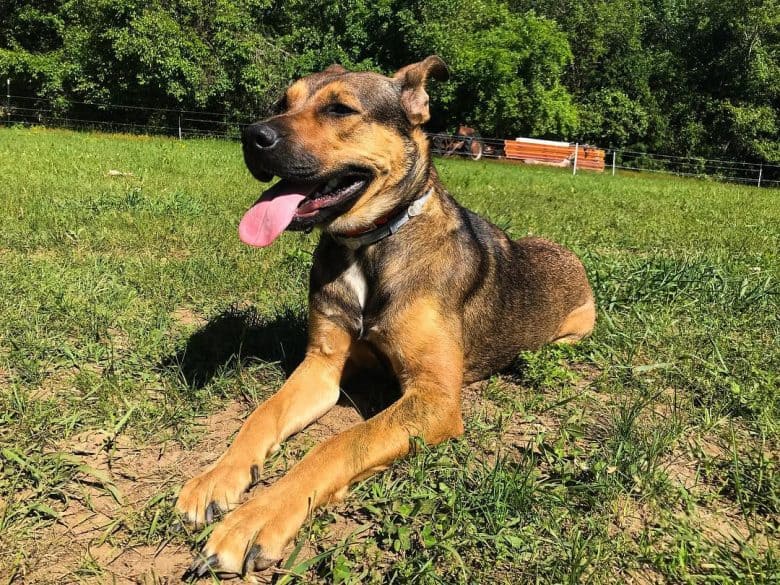 Half pitbull store half german shepherd