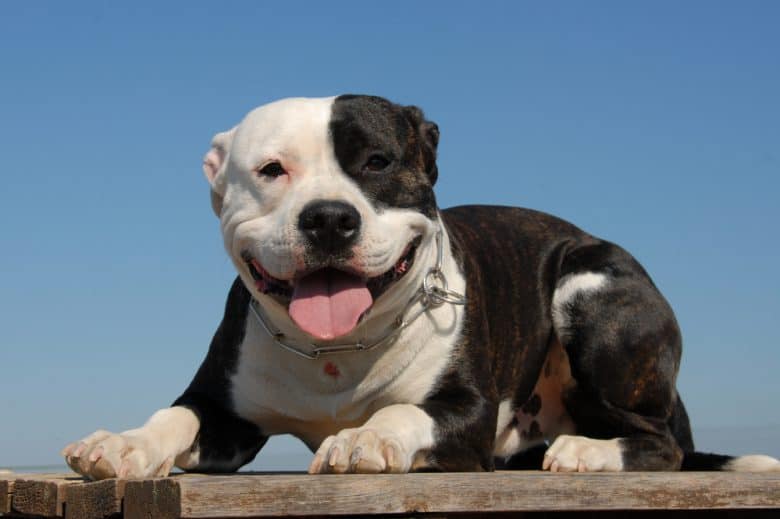 Black and white American Pit Bull Terrier lying down and smiling