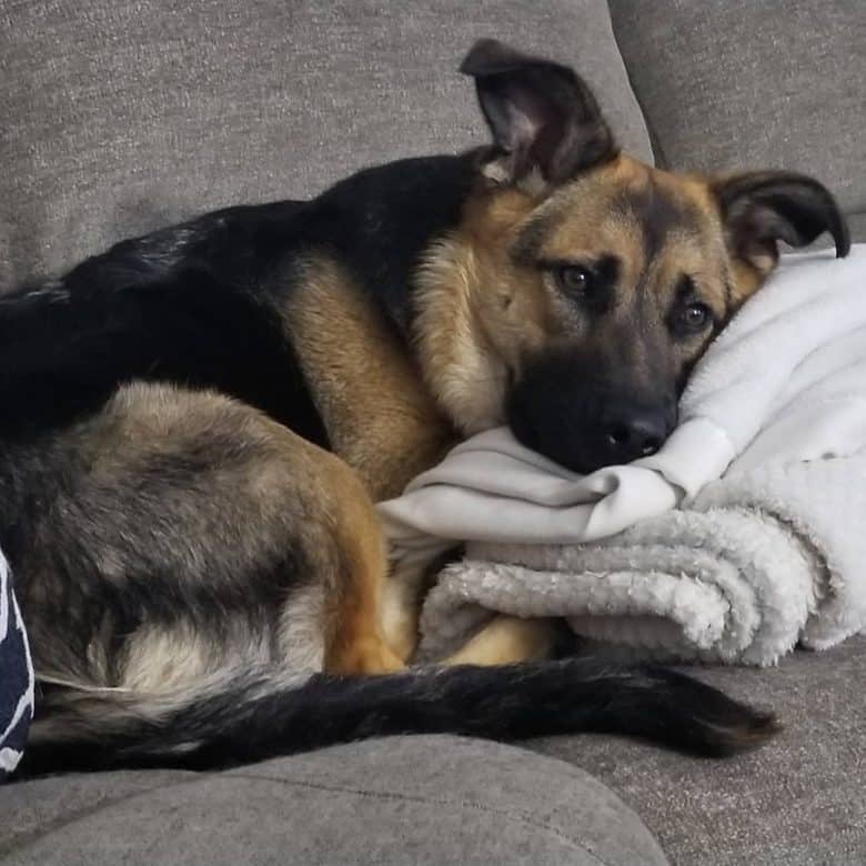 german shepherd puppies mixed with lab