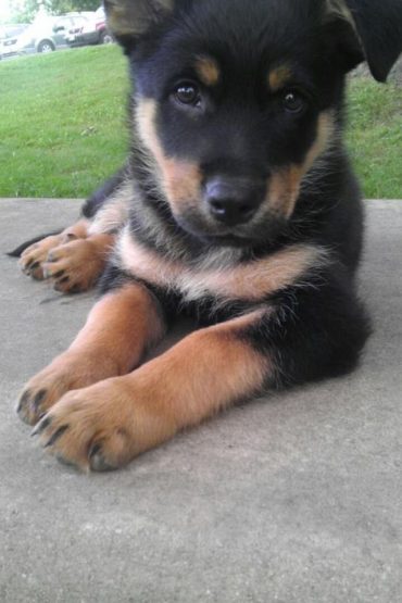 german shepherd husky rottweiler