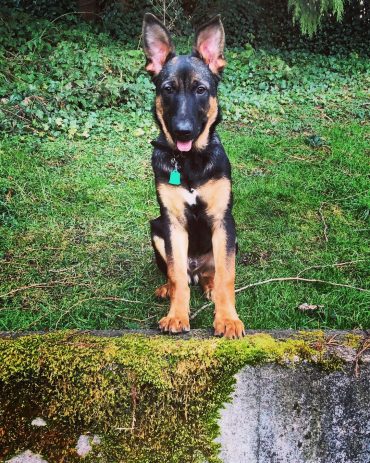 rottweiler and german shepherd cross