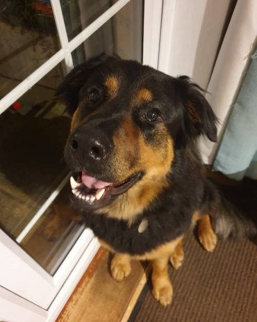 rottweiler mixed with german shepherd puppy