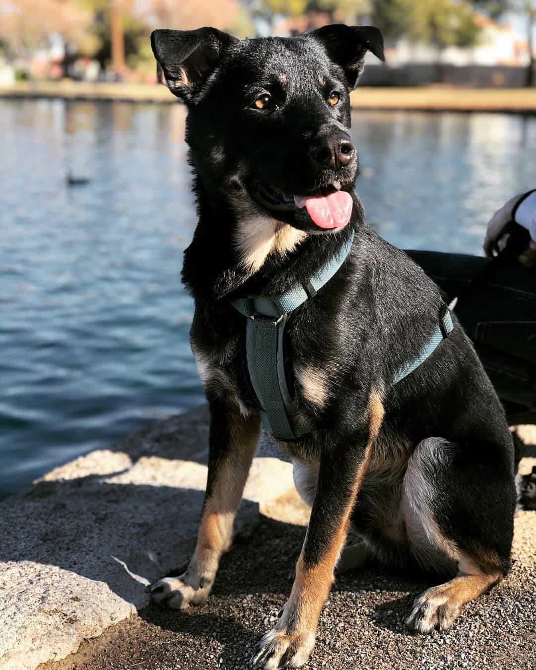 german shepherd rottweiler mix dog