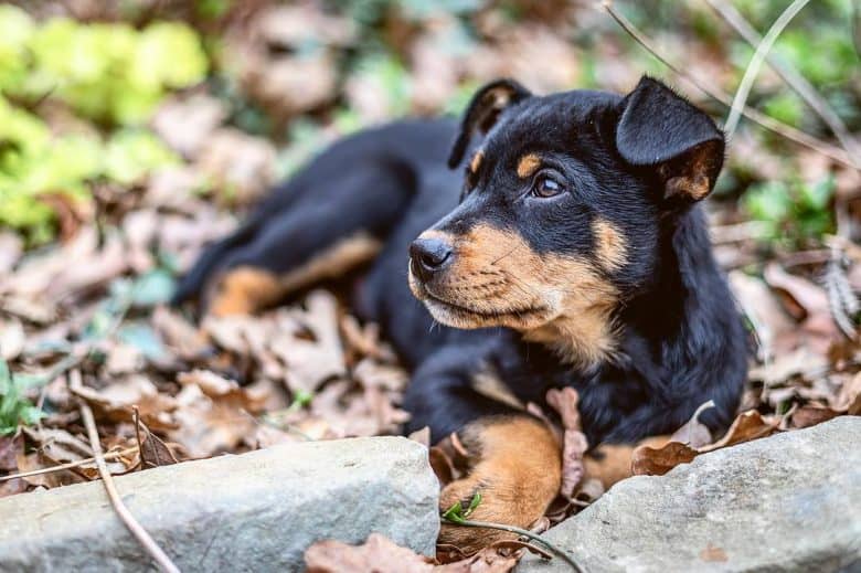 rottweiler mixed with german shepherd puppy