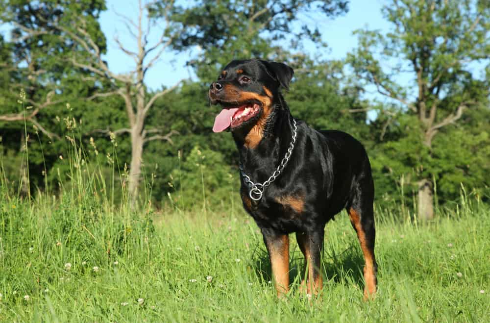 Un guide détaillé du mélange de berger allemand Rottweiler Mont Blanc