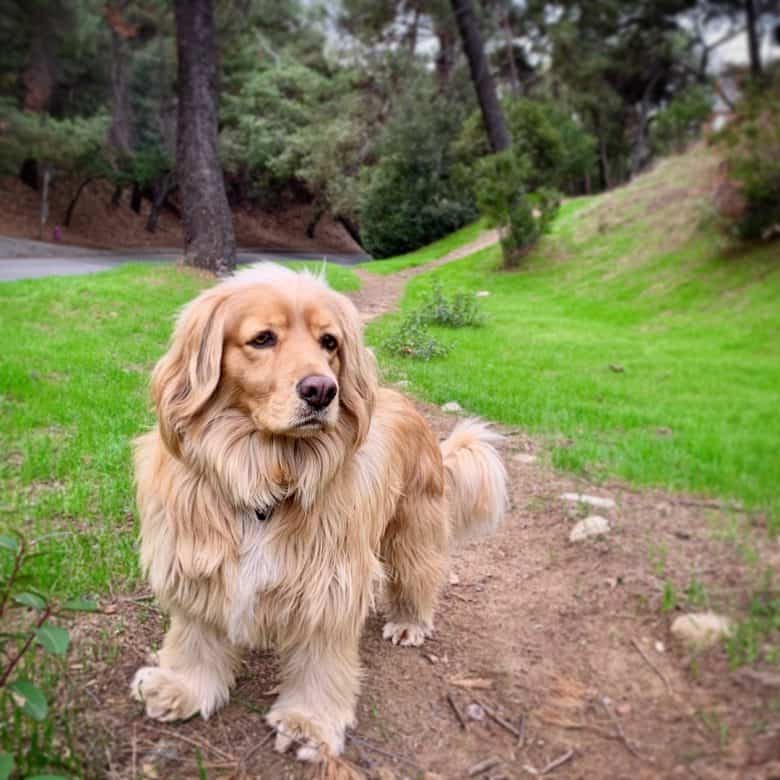 medium size golden retriever