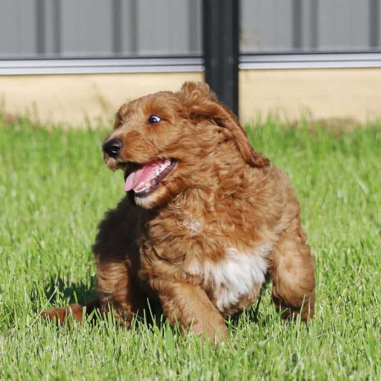 Mini Golden Retriever: Guide to Owning a Miniature Golden - GolDen Retriver PooDle Mix 780x780