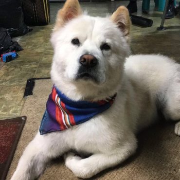 Lab Chow mix puppy is lying on the floor