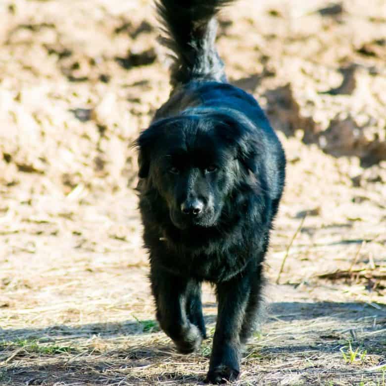 chow chow mix dog