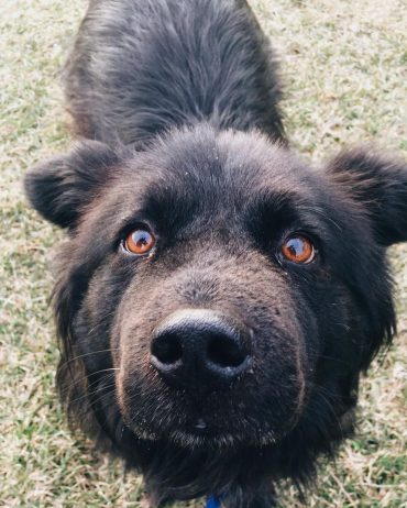 chow chow and labrador