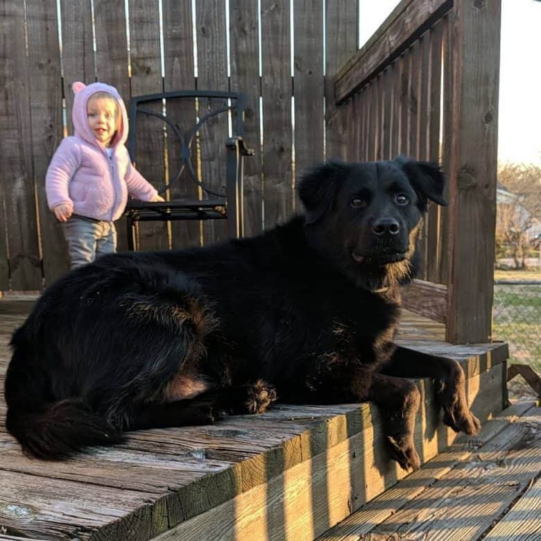 labrador mix chow chow