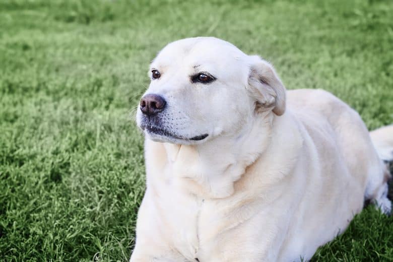 Chabrador dog laying in grass