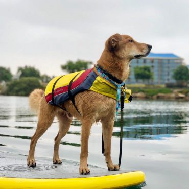 Lab Chow Mix standing on a surfboard