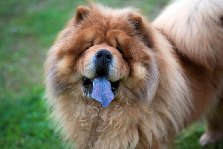 Chow Chow