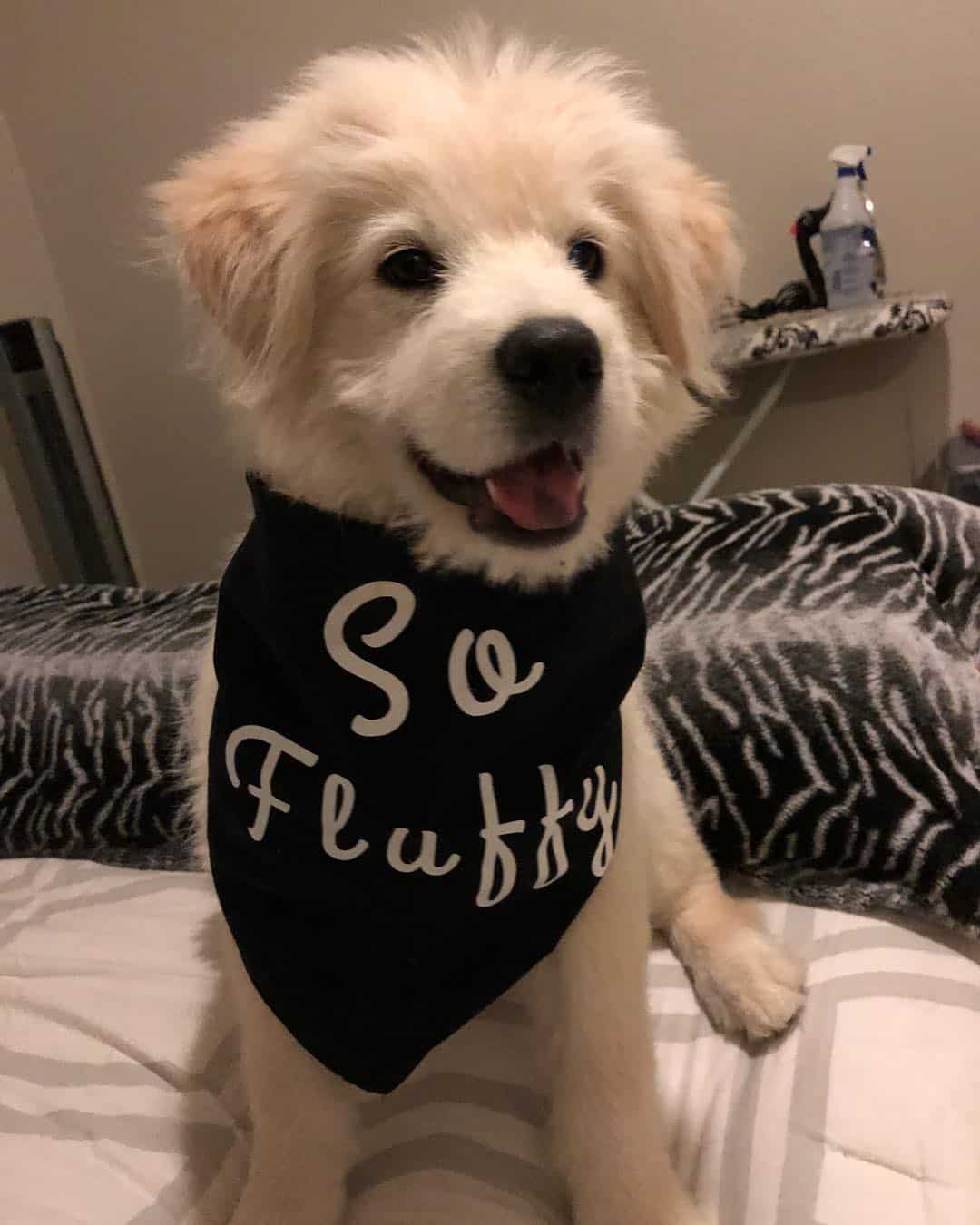 The Lowdown on the Lab Chow Mix What You Need to Know K9 