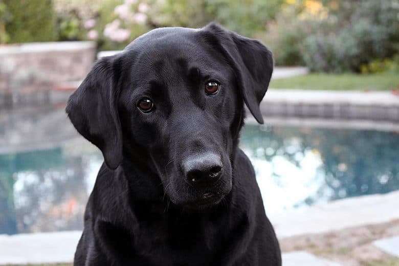 black lab german shepherd