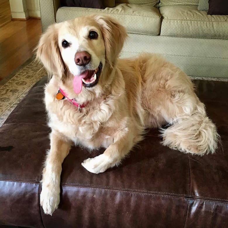 golden retriever cocker spaniel mix full grown