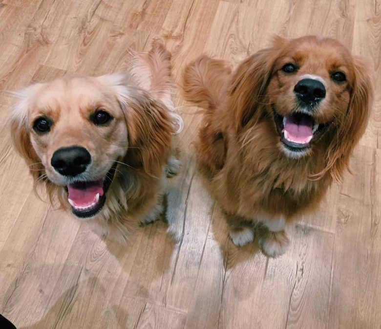 Golden Retriever Puppies For Sale | Hytop, AL #267099