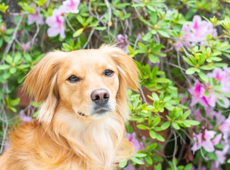 breeds similar to golden retriever