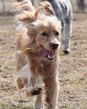 mini sport retriever