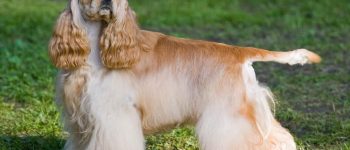American Cocker Spaniel