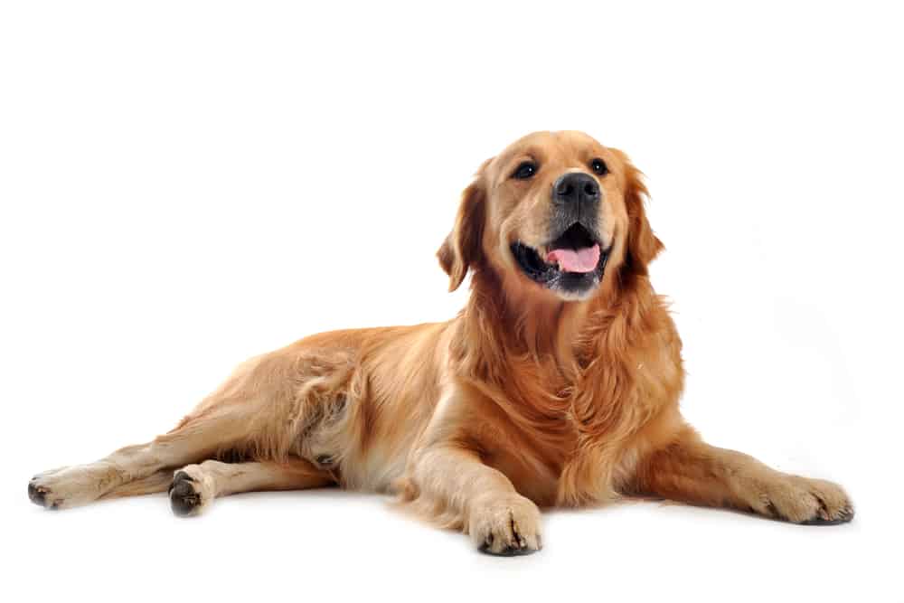 Mini Golden Retriever Guide to Owning a Miniature Golden K9 