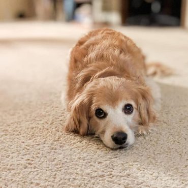 toy golden retriever