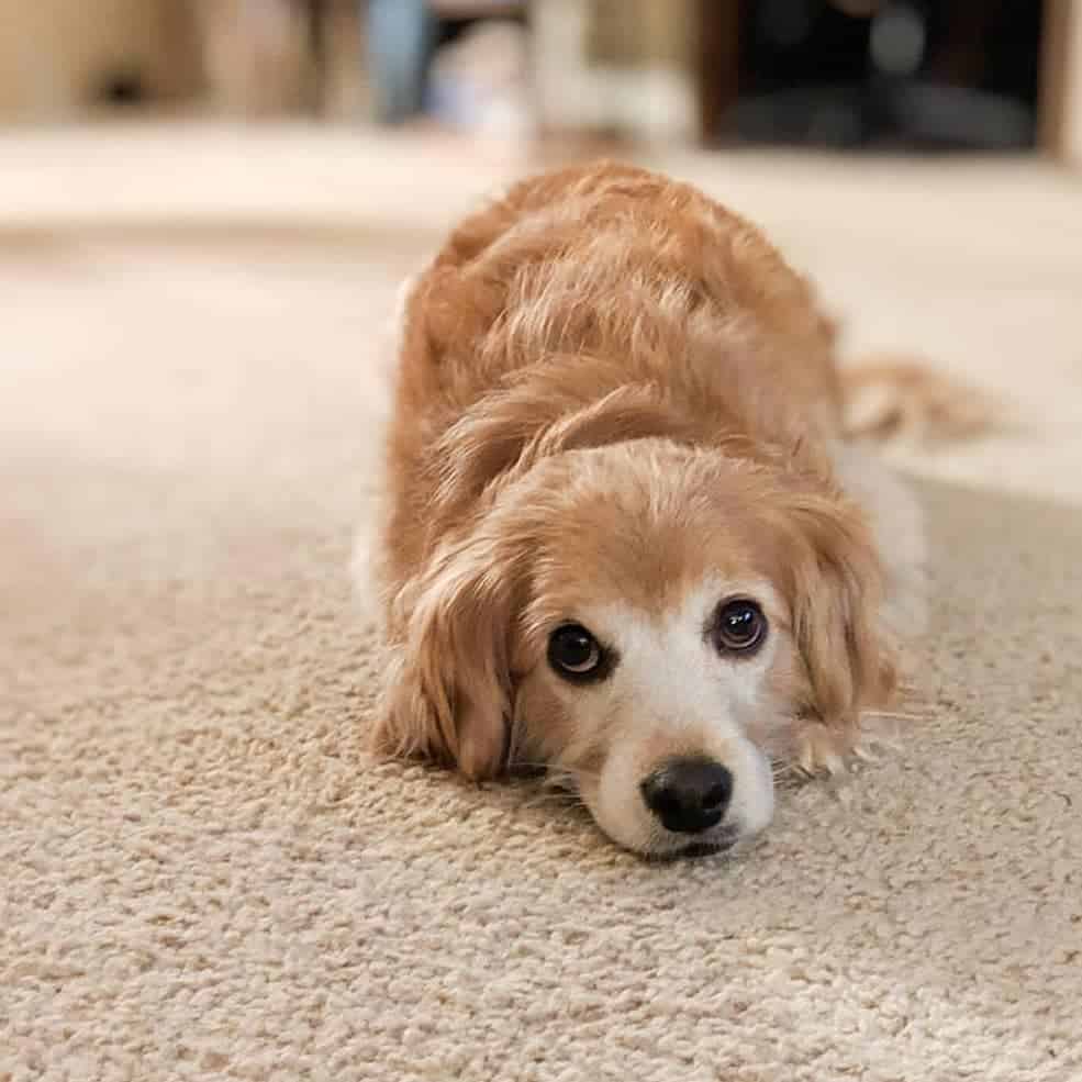 Mini Golden Retriever: Guide to Owning a Miniature Golden - Mini GolDen Retriever Toy GolDen Retriever