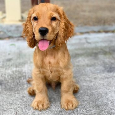 golden retriever hypoallergenic