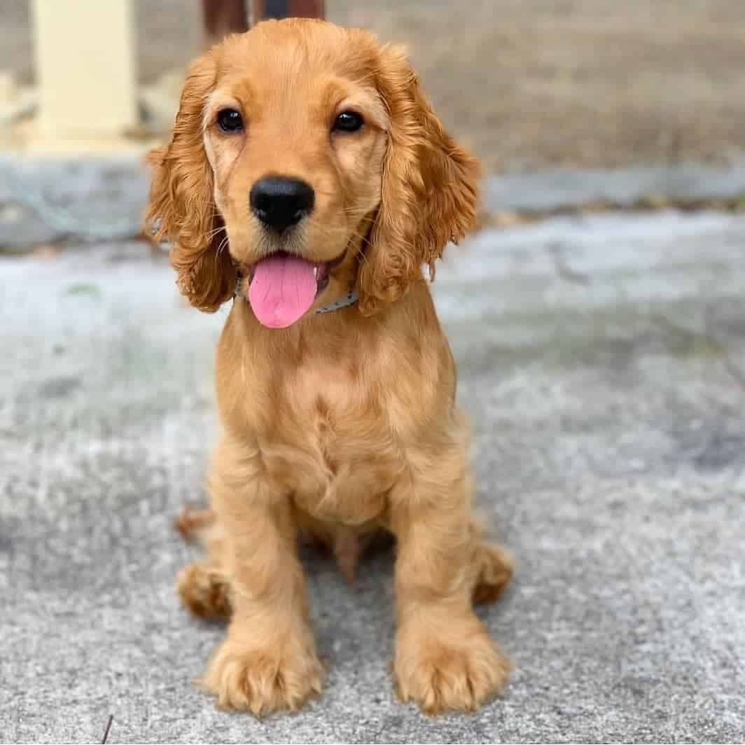 golden retriever cocker spaniel mix full grown