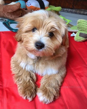 Miniature Goldendoodle laying down