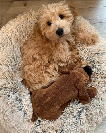 goldendoodle average price