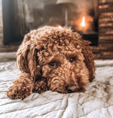 Miniature Goldenpoo by the fire