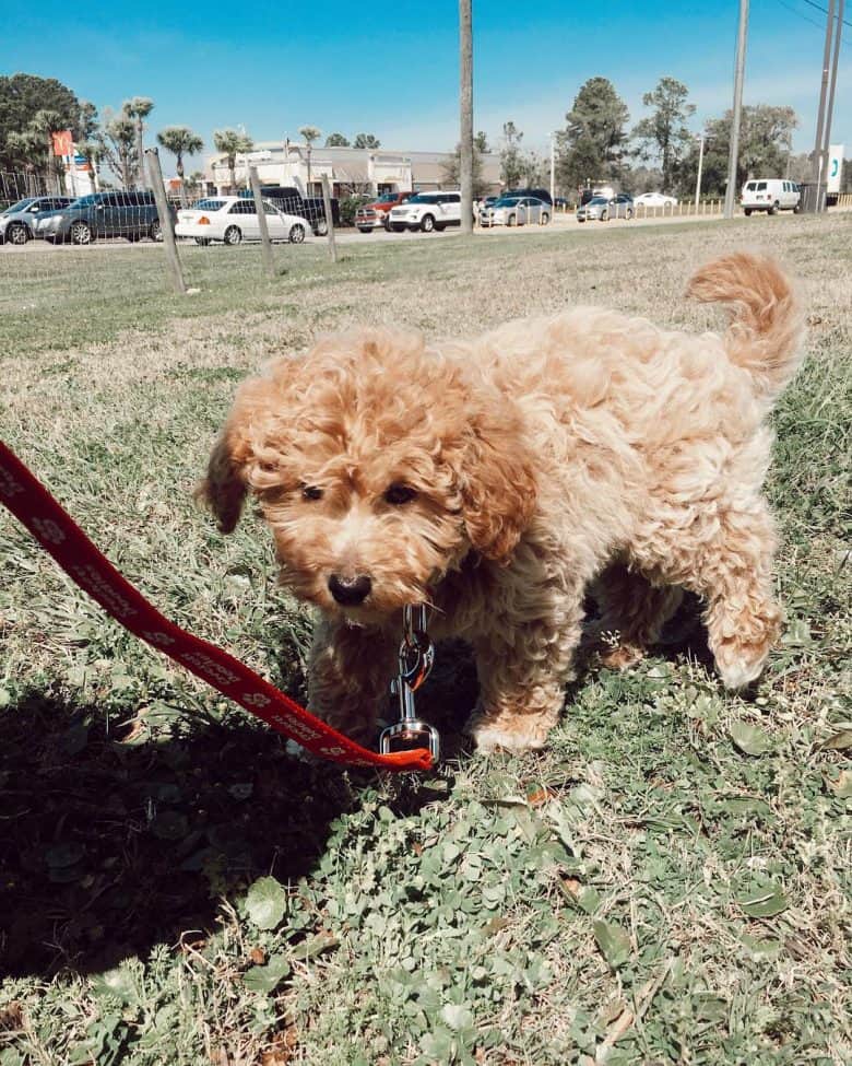 Miniature Goldendoodle outdoors