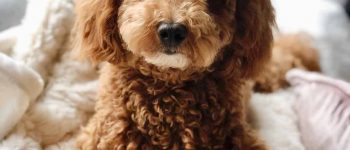 Brown Miniature Groodle